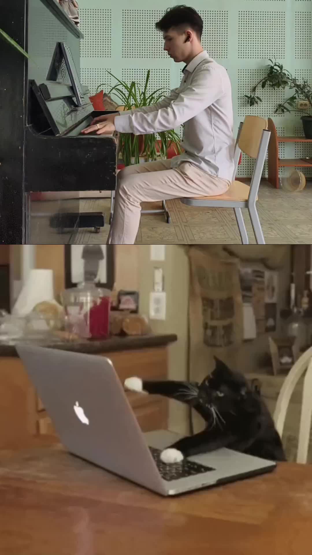I taught the cat to play the piano