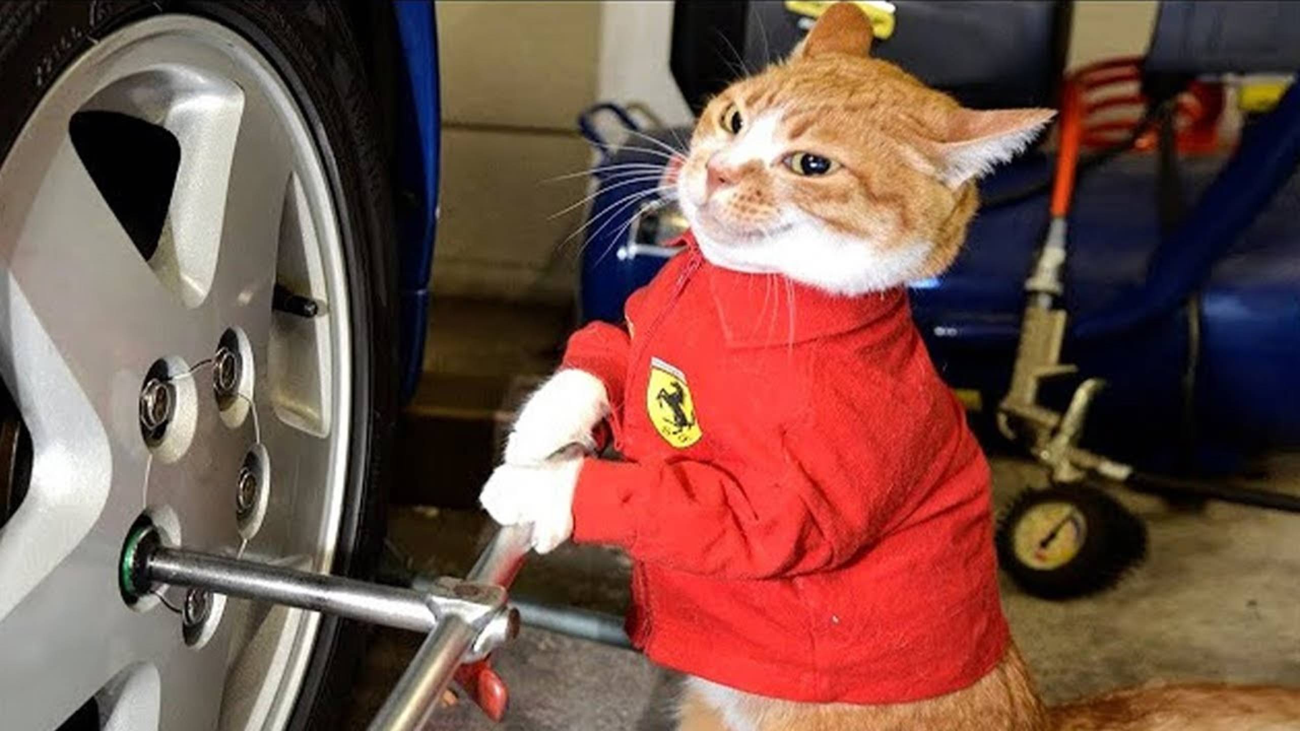 Приколы с котами! Смешные коты - Самые смешные животные С ОЗВУЧКОЙ! Ржака!!