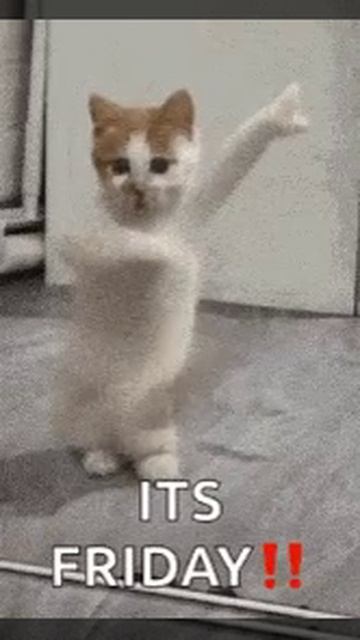 котик
