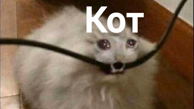 Кот