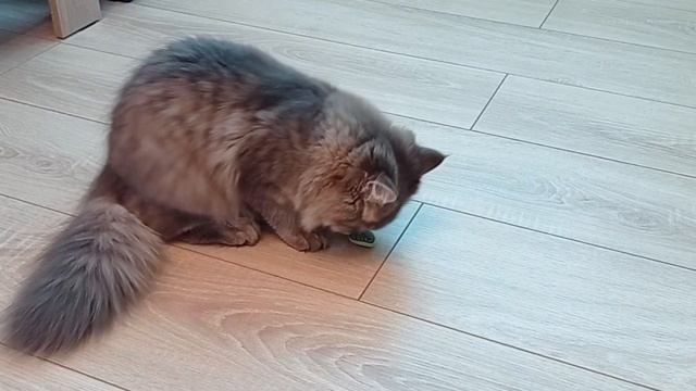 Первое знакомство с мятной игрушкой