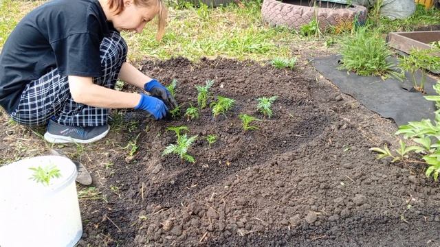 Высадила бархатцы, петуньи/ Забор за 40 тыс. руб.