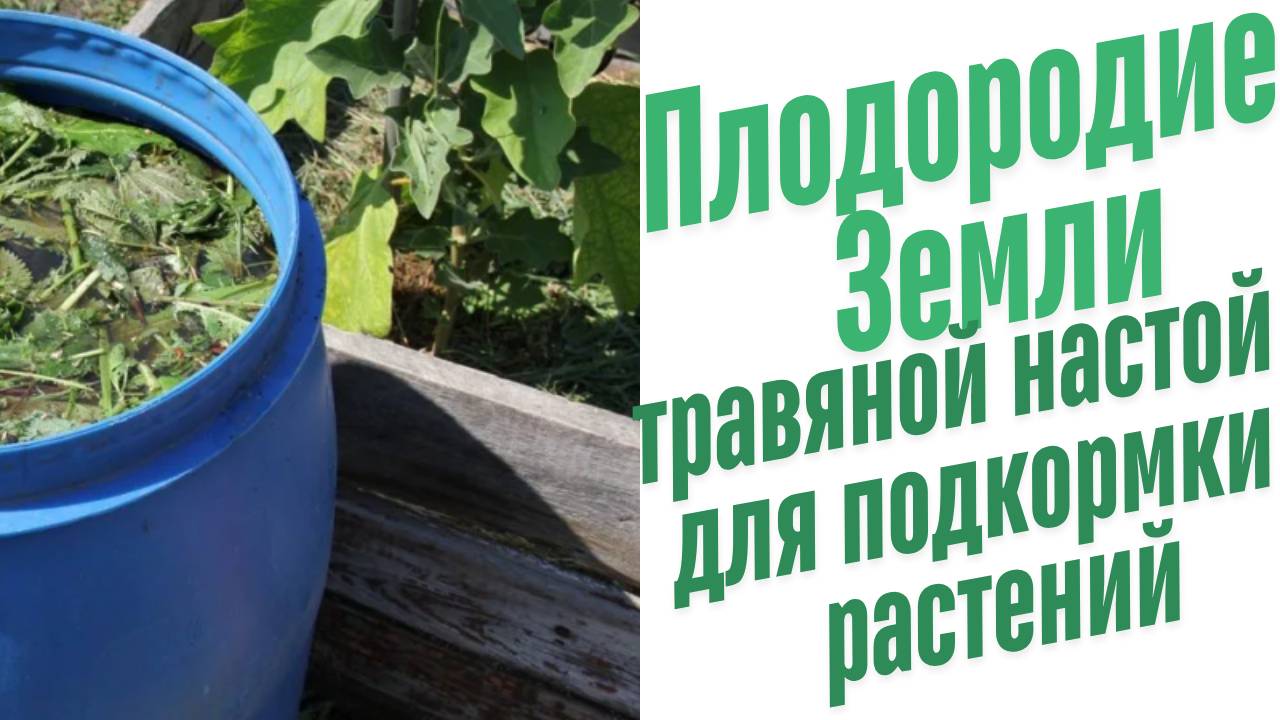 Травяной настой для подкормки.