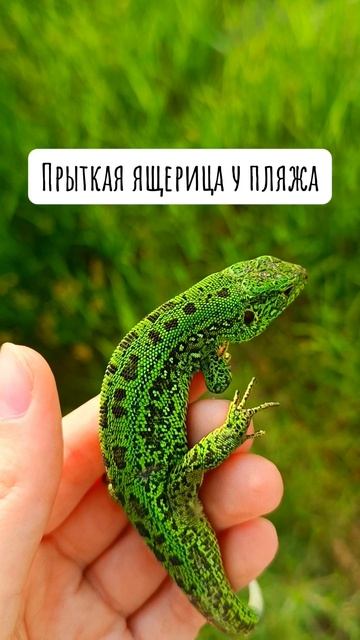 Красивый зеленый самец прыткой ящерицы 🦎