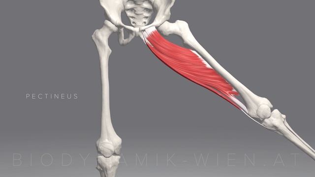 БИОДИНАМИКА 3D-АНАТОМИЯ работы БОЛЬШОЙ ПРИВОДЯЩЕЙ МЫШЦЫ БЕДРА.