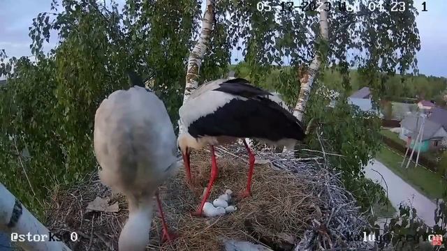 Реакция аиста  отца на первого птенца. Первая встреча с сыночком.