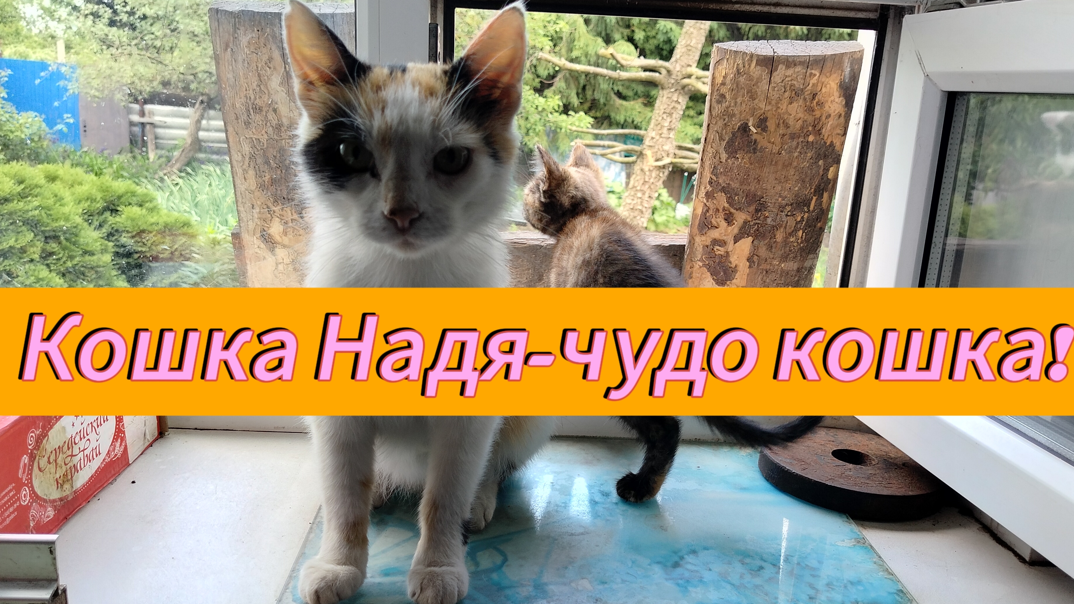 Кошка Надя-чудо кошка