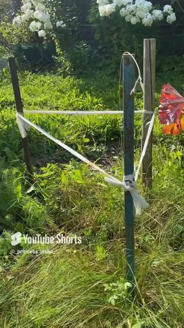 #уборка пиона #и подготовка на след год.mp4