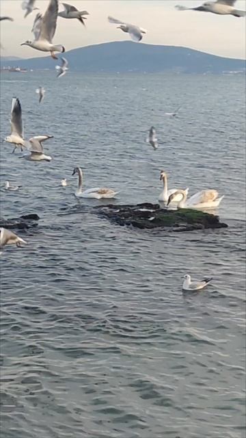 море