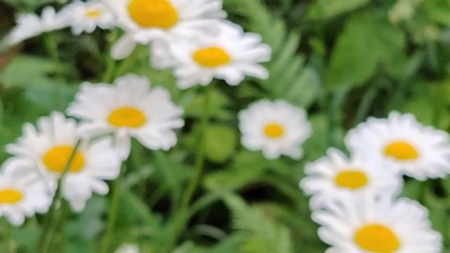 мои любимые ромашки 6 июня