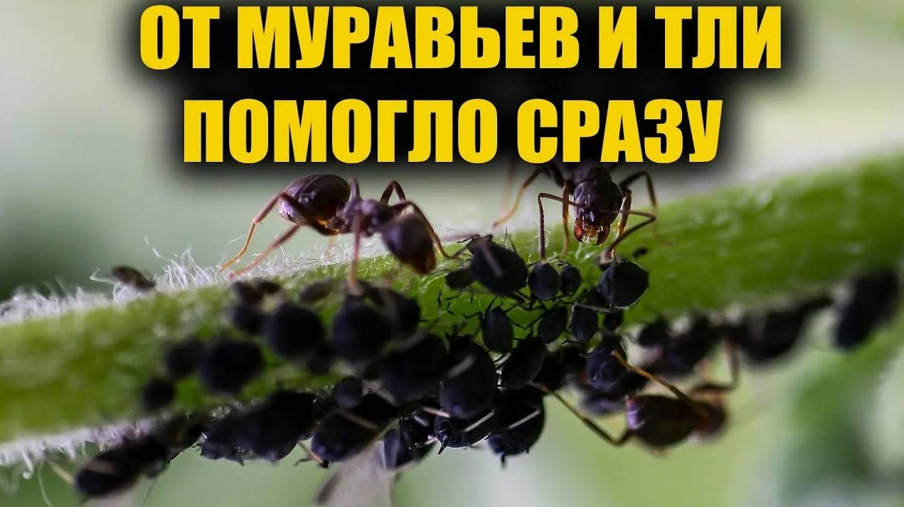 ТОЛЬКО ЭТО СРЕДСТВО ПОМОЖЕТ от Муравьев и Тли