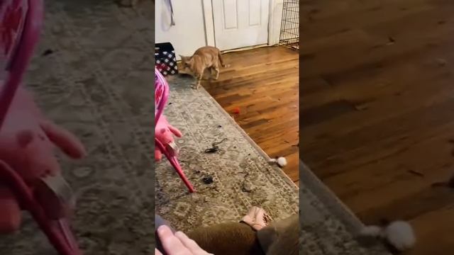 «Живут как кошка с собакой» 🙄