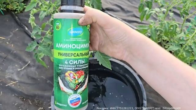 УДИВИТЕЛЬНЫЙ РЕЦЕПТ: 3 ТАБЛЕТКИ И ТОМАТЫ, КОТОРЫЕ РАСТУТ НЕФИГУРИМО! БОЛЕЗНИ УШЛИ, ВСЕ РАСТУТ, КА...