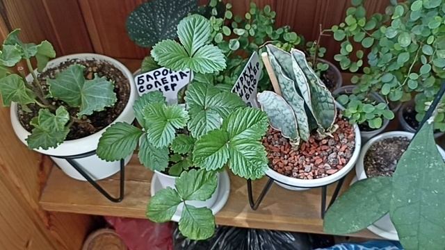 Комнатные Растения На Балконе В Июне
