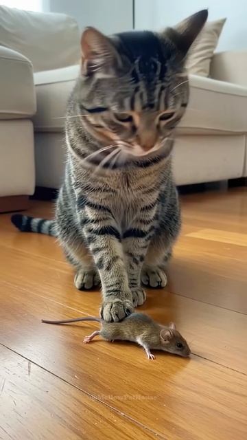 Caught It, But… The Cat Hesitates #shorts #cat #funnyanimals