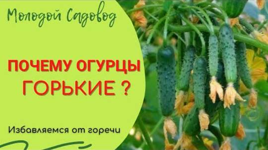 Почему огурцы горчат в 2025? Главные причины и как с этим бороться 🥒