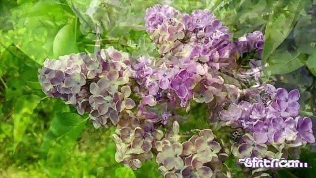 рыбки цветы шмели весна