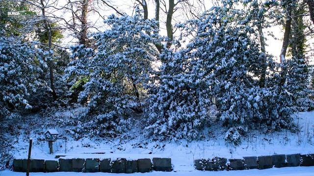 Щедрое пение птиц. Заснеженные ели стройно стоят в снегу. Видео для успокоения.
