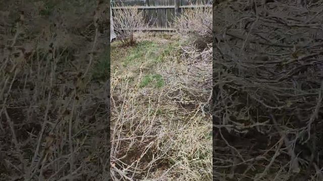 Приобрели кусторез/We bought a brush cutter