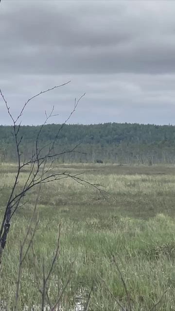 Лось 🫎 вышел на кормежку