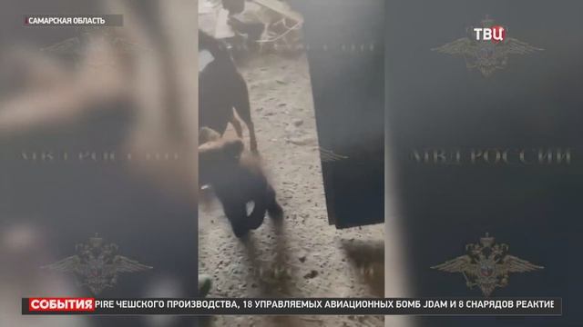 Найденного в Самарской области медвежонка передали в Ульяновский зоопарк / События на ТВЦ