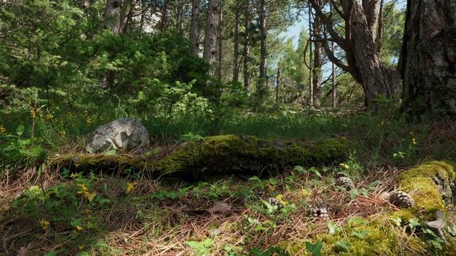 Виртуальная прогулка по сосновому лесу. Завораживающее пение птиц на видео.