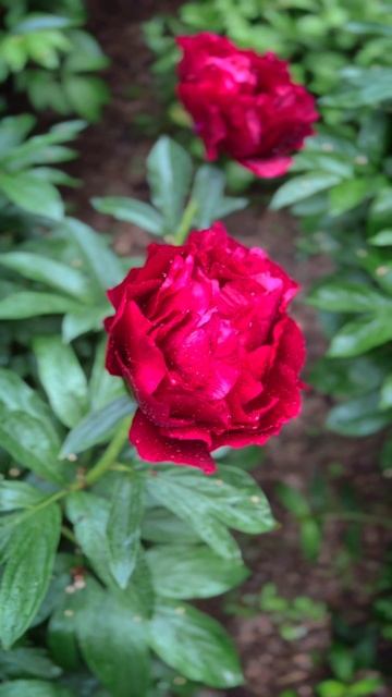 Пион Red Glory