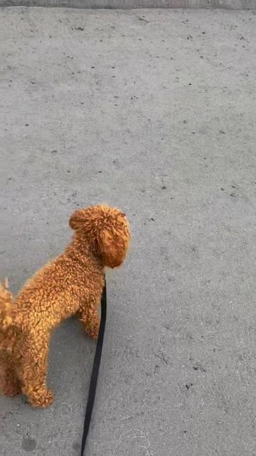 Как собака должна реагировать на кошек🐈