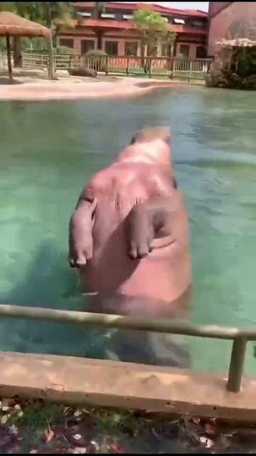 ХИХИ 235