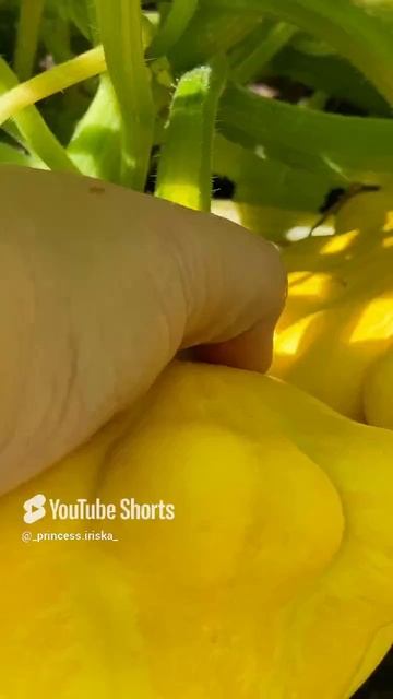 #патиссоны#дача#свои.mp4