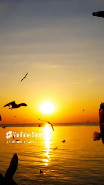 #стихиожизни #стихи #поэтично #поэзия #sunset #стихдослез #природа Автор неизвестен