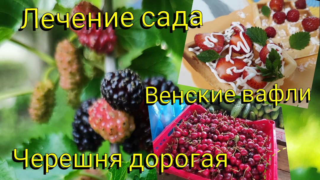 Переезд на ЮГ 🌞 На рынке дорогая черешня 🍒 Лечение САДА 🌳 Рецепт венских вафель 🧇