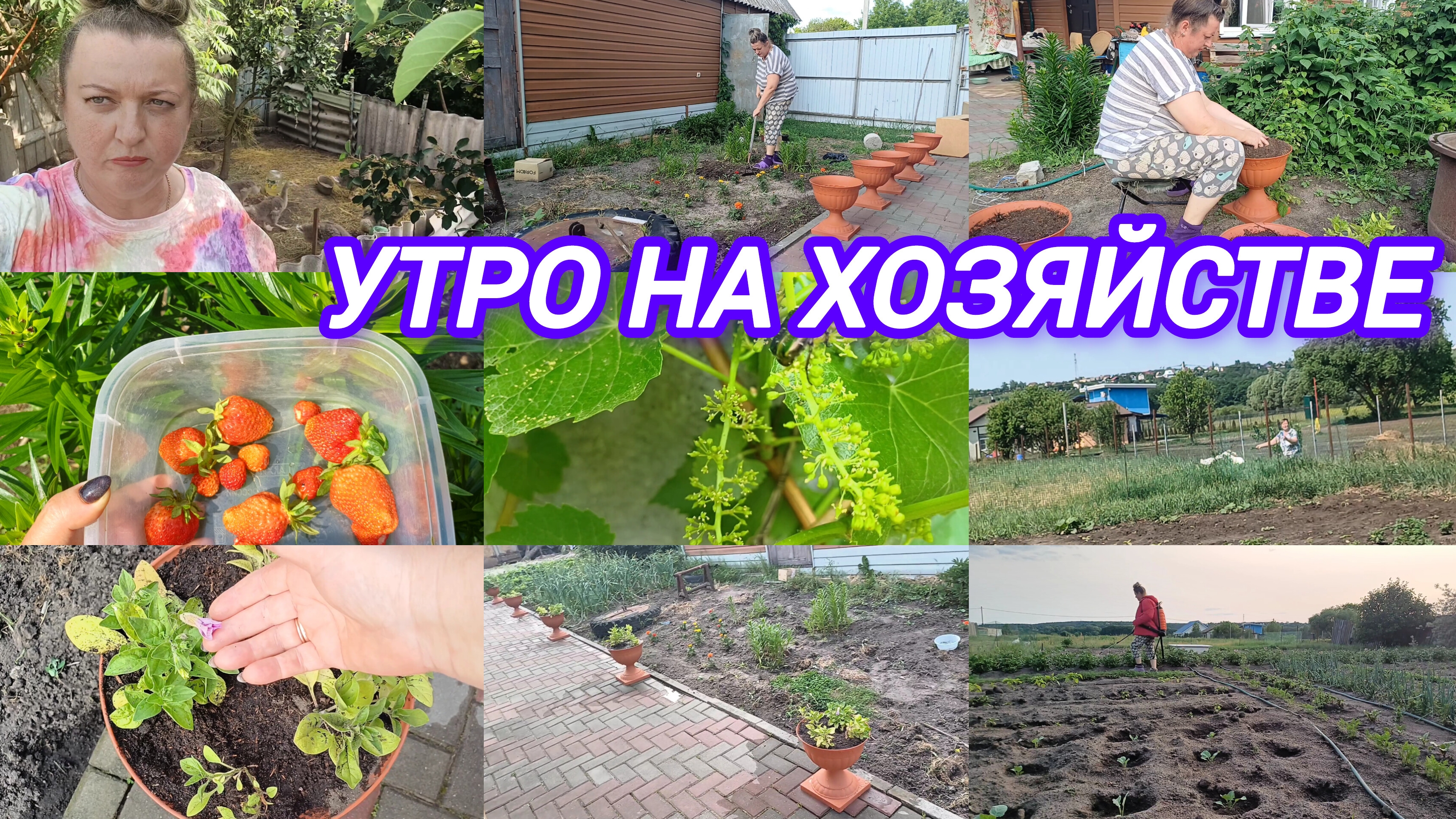 УТРО НА ХОЗЯЙСТВЕ. ГУСЯТА. ВАЗОНЫ С ЦВЕТАМИ. КЛУБНИКА. БОРЬБА С КОЛОРАДСКИМ ЖУКОМ
