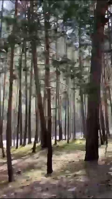 Кедровый лес