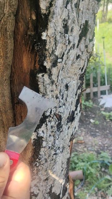 Деревья тоже попадают в беду... И поэтому им тоже нужна помощь.