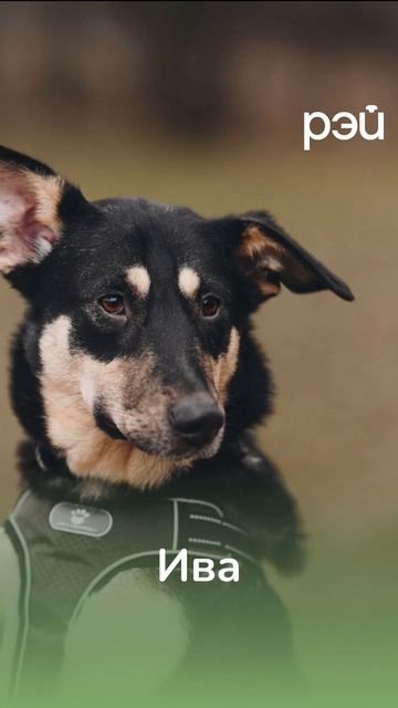🐕 Они мечтают сказать вам своё первое «гав»!