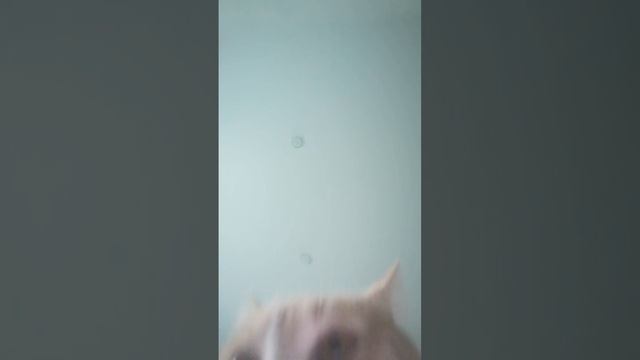 Коооть