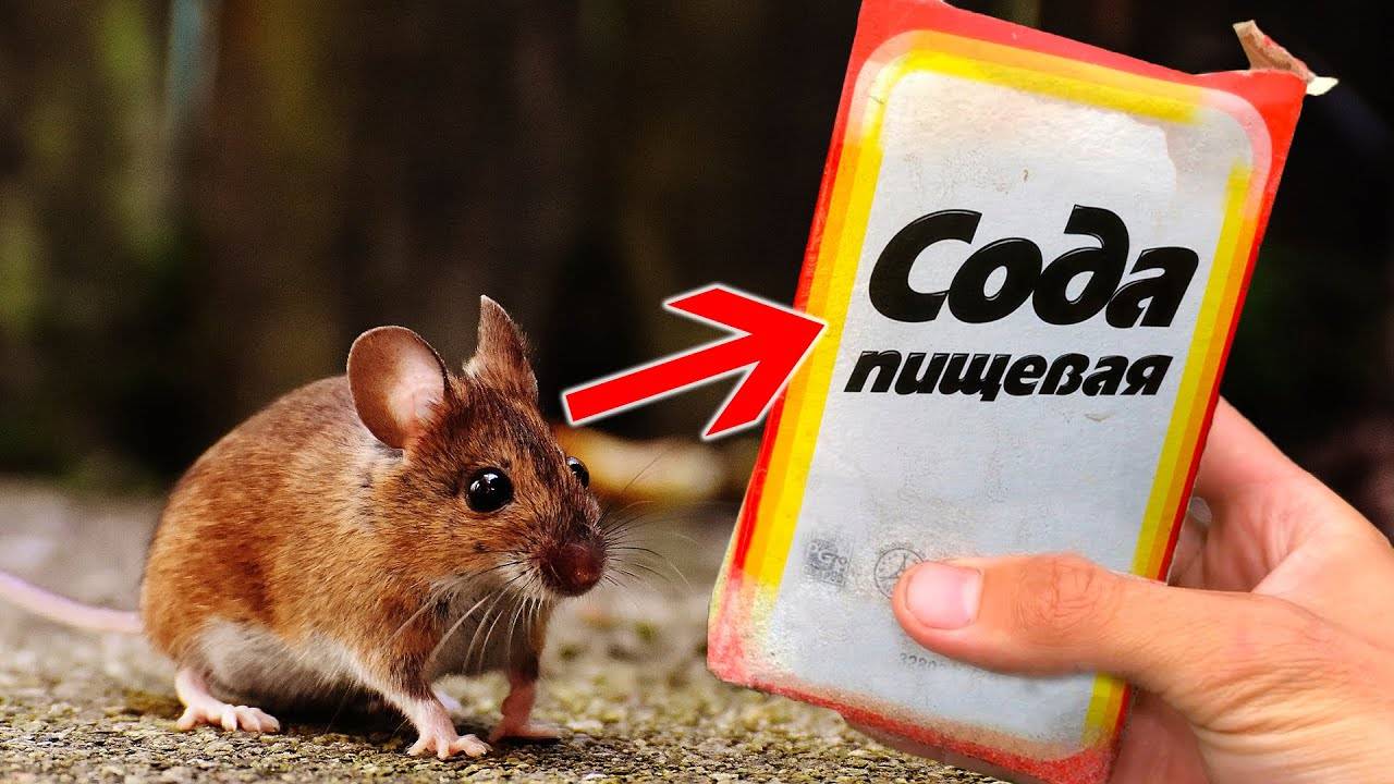 Как быстро избавиться от мышей? Метод, который работает за 5 минут!