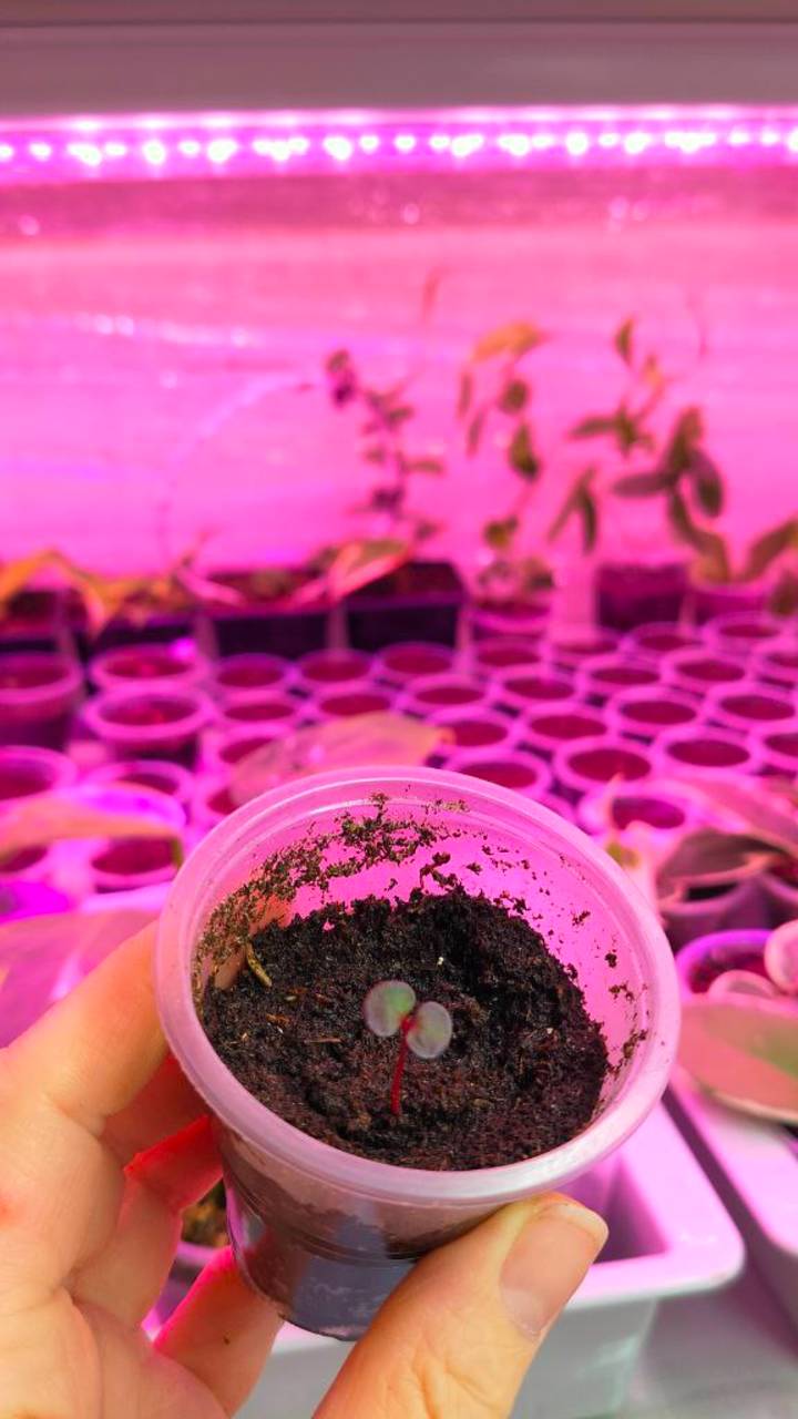 ГРУНТ ДЛЯ РАССАДЫ ЭВКАЛИПТА #plants  #garden #рассадаэвкалипта #эвкалипт_сильвердоллар   #сад