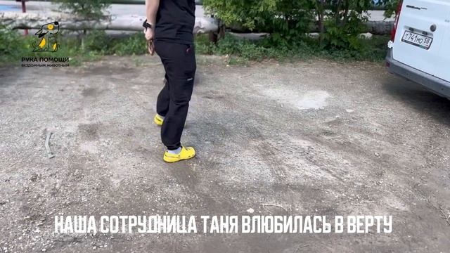 Встречайте Верту с классными новостями! Поддержать⬇️