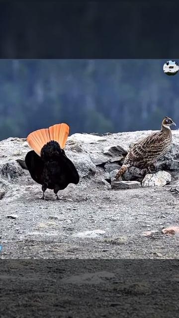 Здравствуйте 🤝! Танцы с бубнами Гималайского монала.