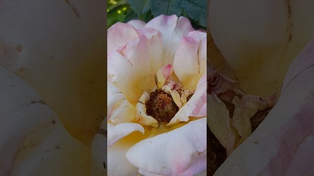 Чайная роза Глория Дей и ящерица.