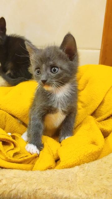 Котенок Девочка
