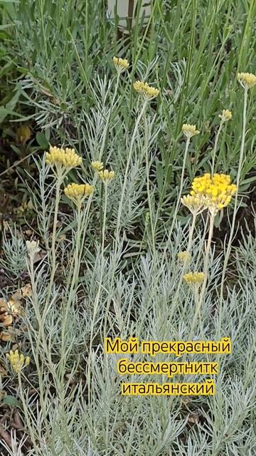 Распрекрасный #бессмертник итальянский.Обожаю его аромат.#всадуупровансаллочки #провансаллочка