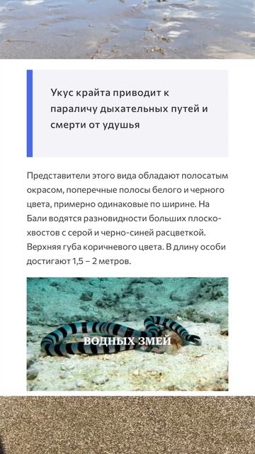 самая ядовитая змея Крайт на Бали