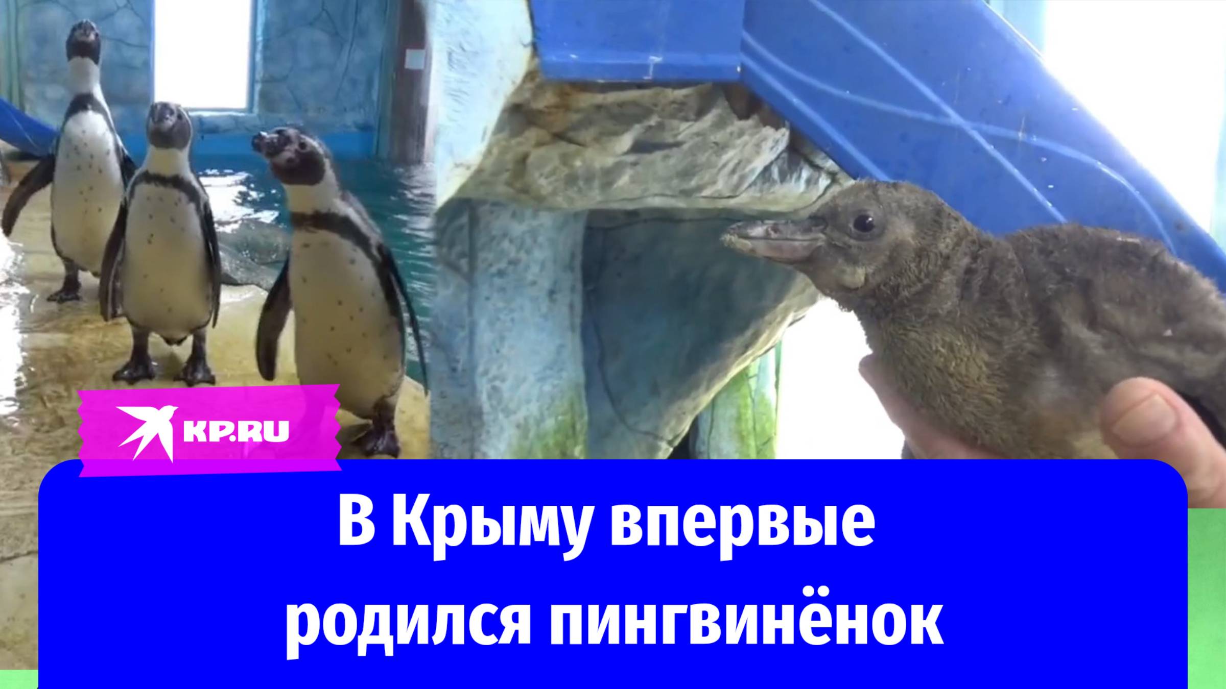 «Большая редкость»: на Крымской земле впервые родился краснокнижный пингвинёнок