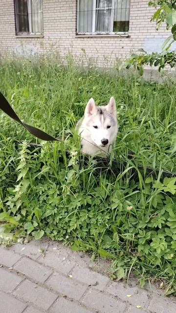 Джек на прогулке в джунглях 🤣