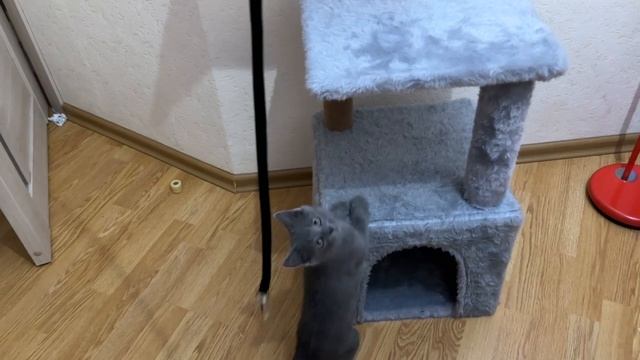 Всем привет сегодня я сонный и не очень игривый, надо поспать что бы разигратся)