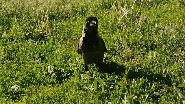 Вороны подчищают кашу с мясом  Hooded crows clean up cornmeal with chicke