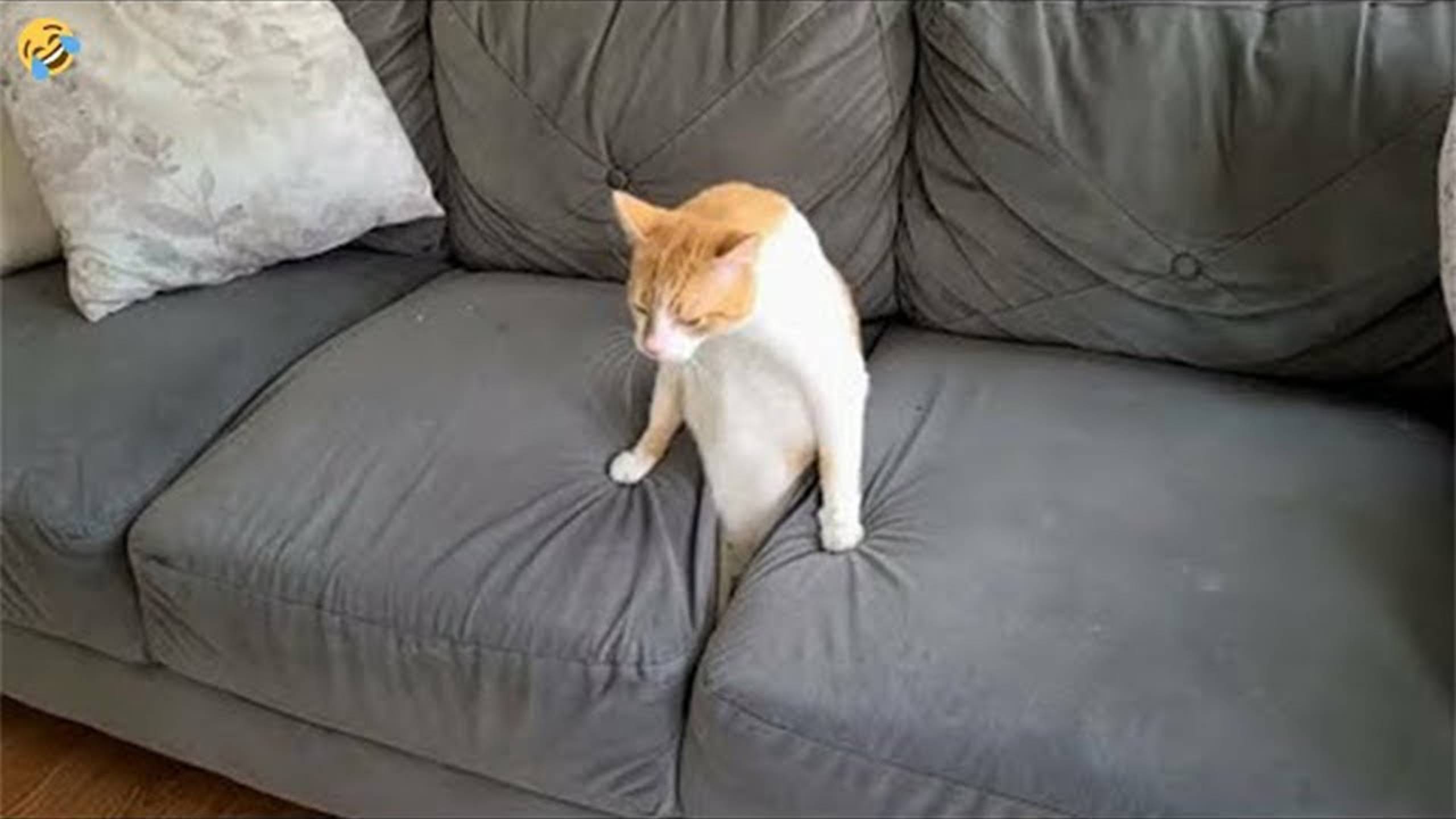Приколы с котами! Смешные коты - Самые смешные животные С ОЗВУЧКОЙ! Ржака!!